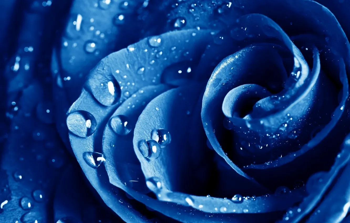 Фото обои капли, синий, роза