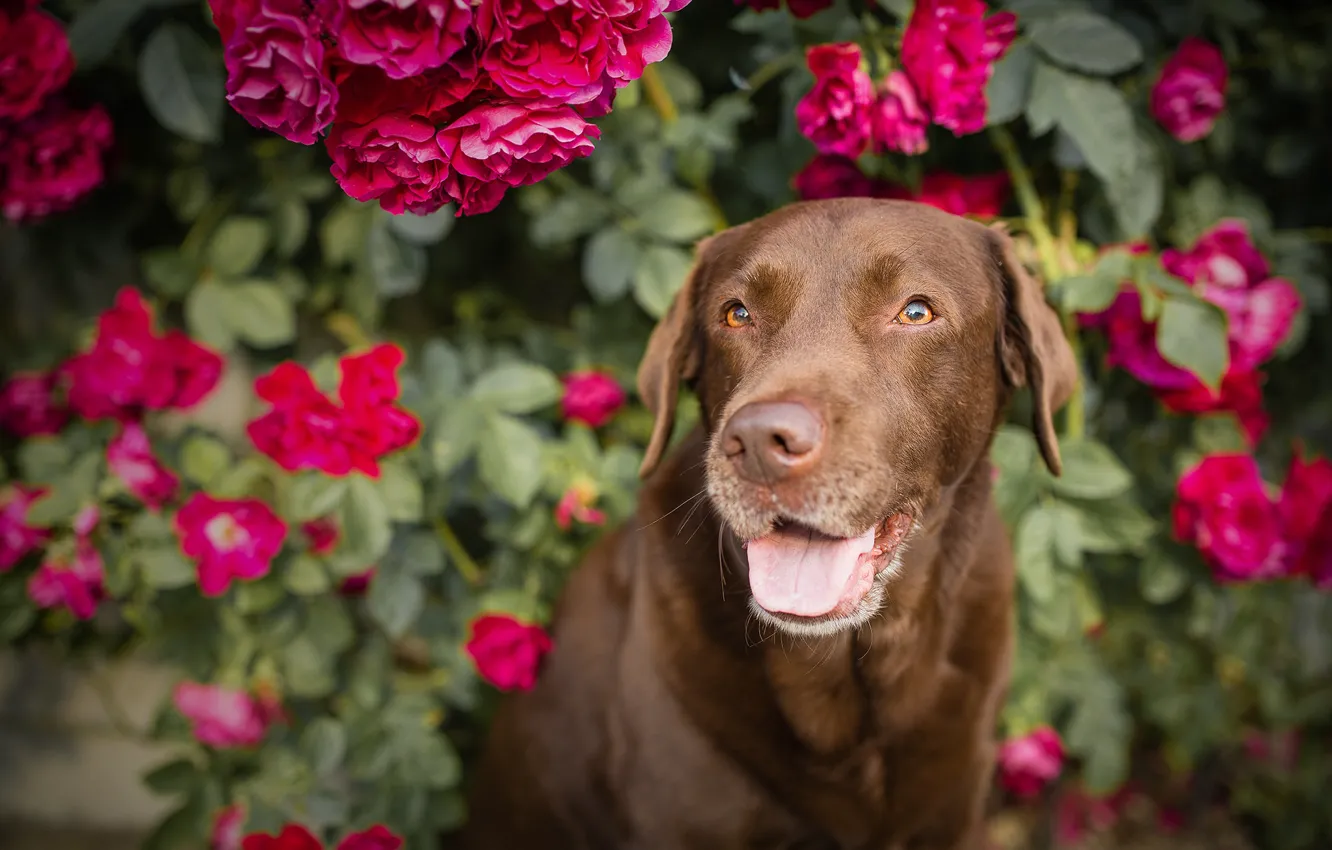 Фото обои цветы, розы, собака, розовый куст