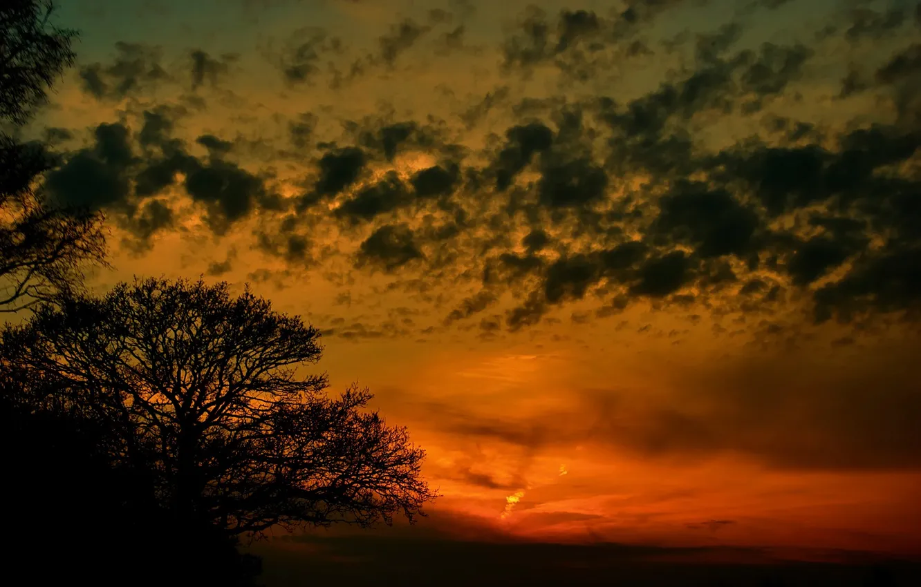 Фото обои небо, облака, закат, дерево, силуэт