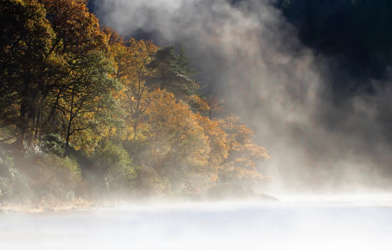 Фото обои лес, горы, туман, озеро