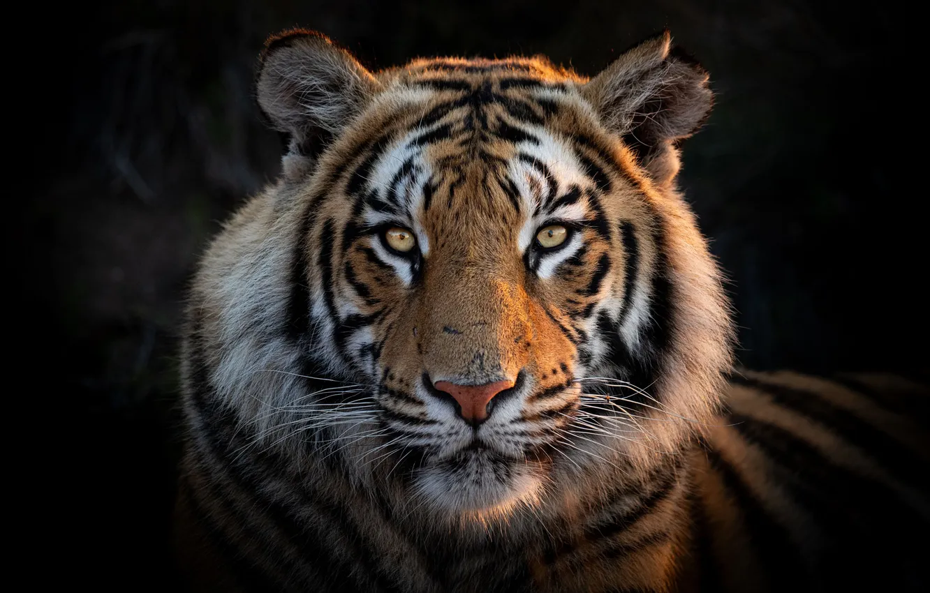 Фото обои tiger, head, feline