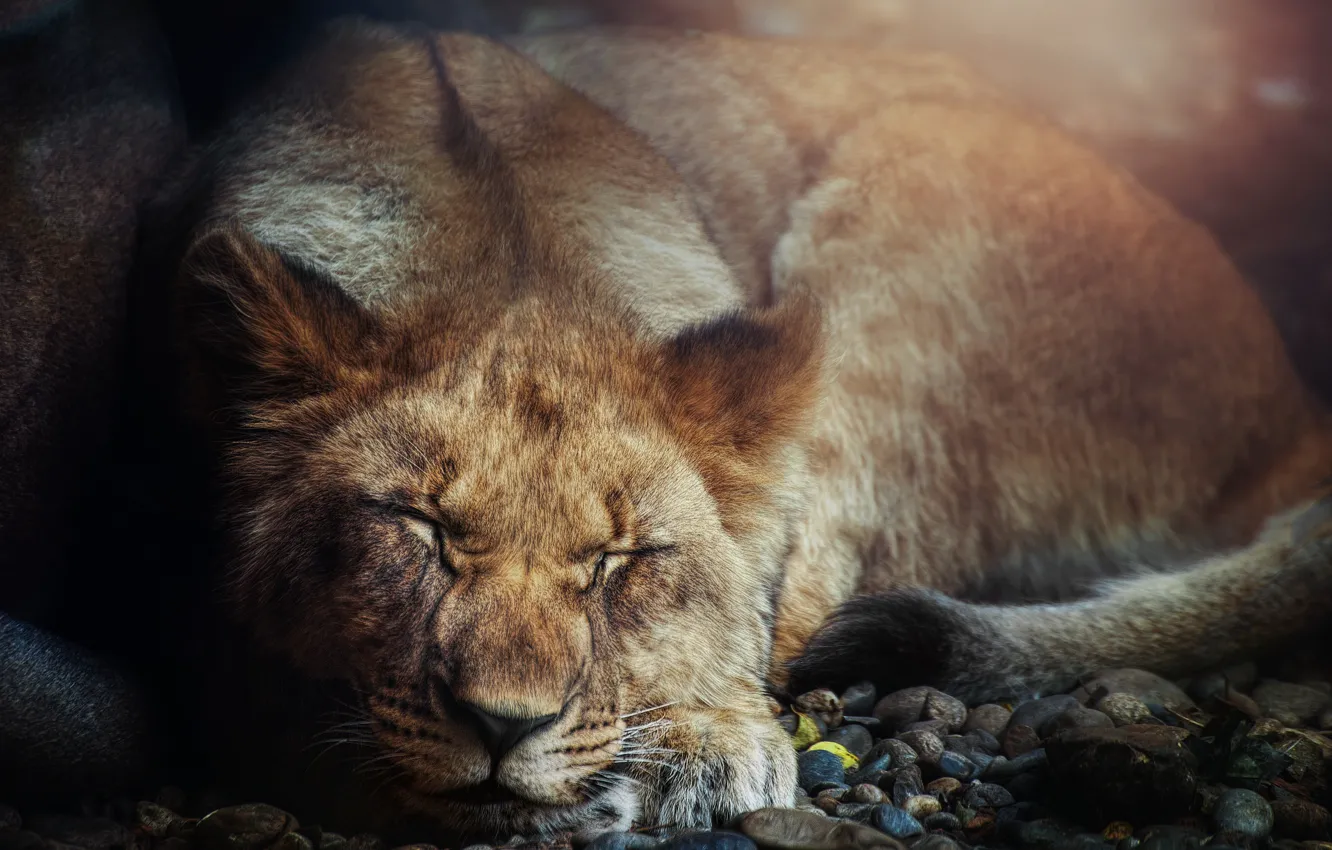 Фото обои кошка, лев, зверь