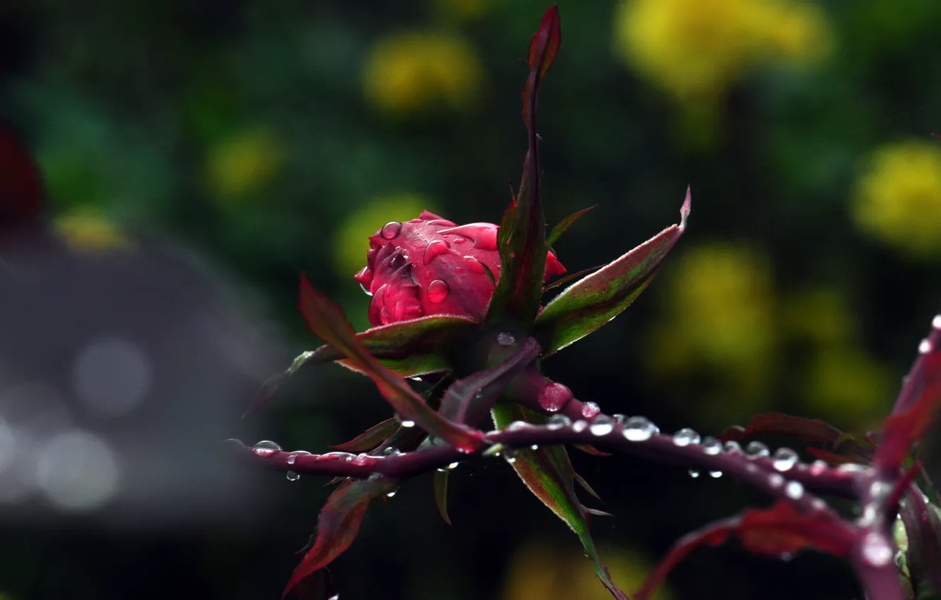 Фото обои капли, макро, цветы, природа, роза, растения