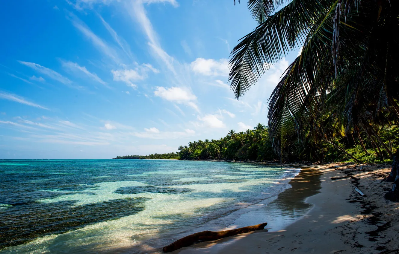 Фото обои песок, море, пляж, тропики, пальмы, ветка