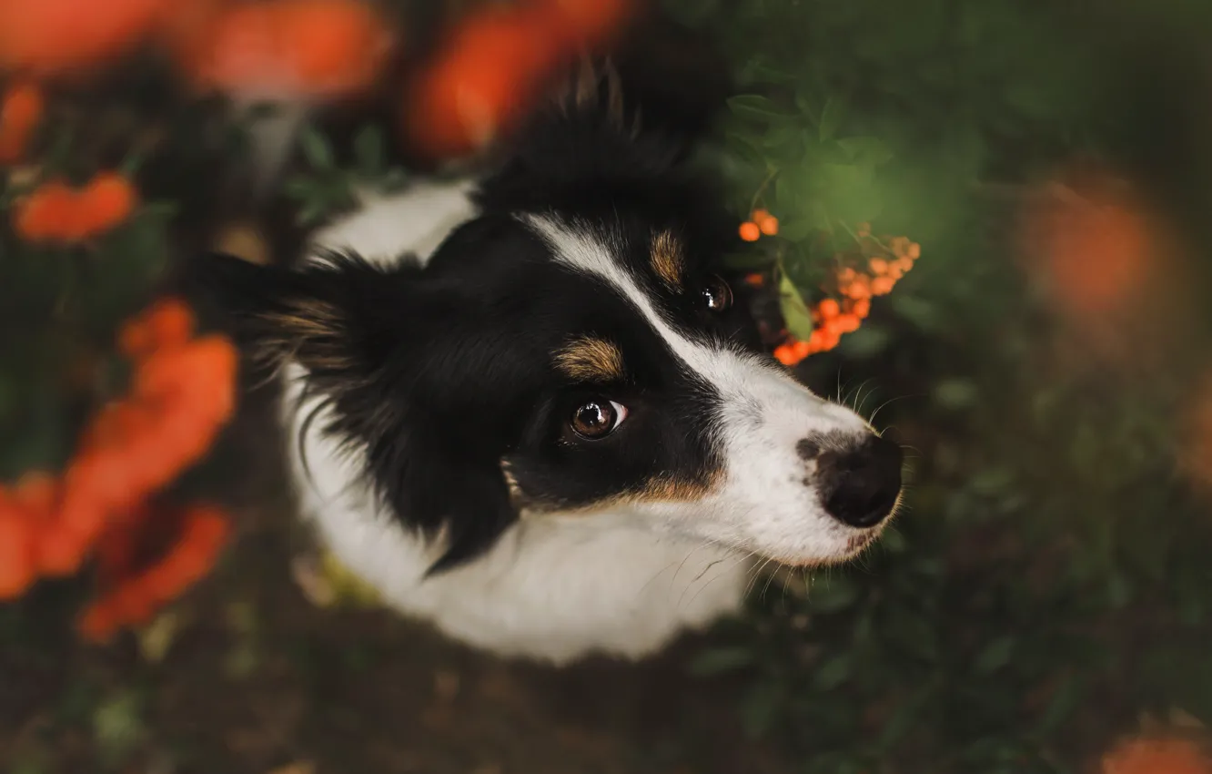 Фото обои осень, взгляд, морда, ягоды, темный фон, портрет, собака, ракурс