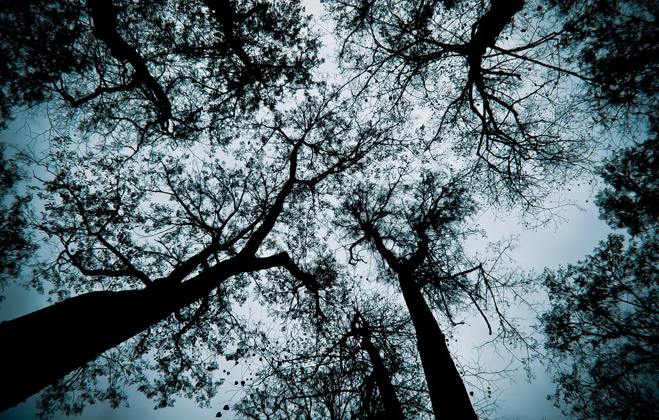 Фото обои деревья, ветки, черный, серое небо, темный лес, осеннее небо, спасское лутовиново