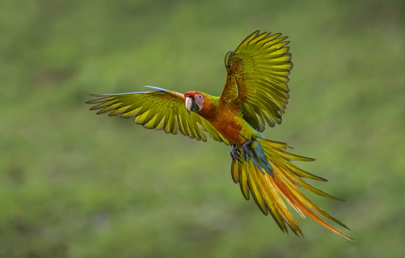 Фото обои крылья, перья, попугай, хвост, полёт, ара