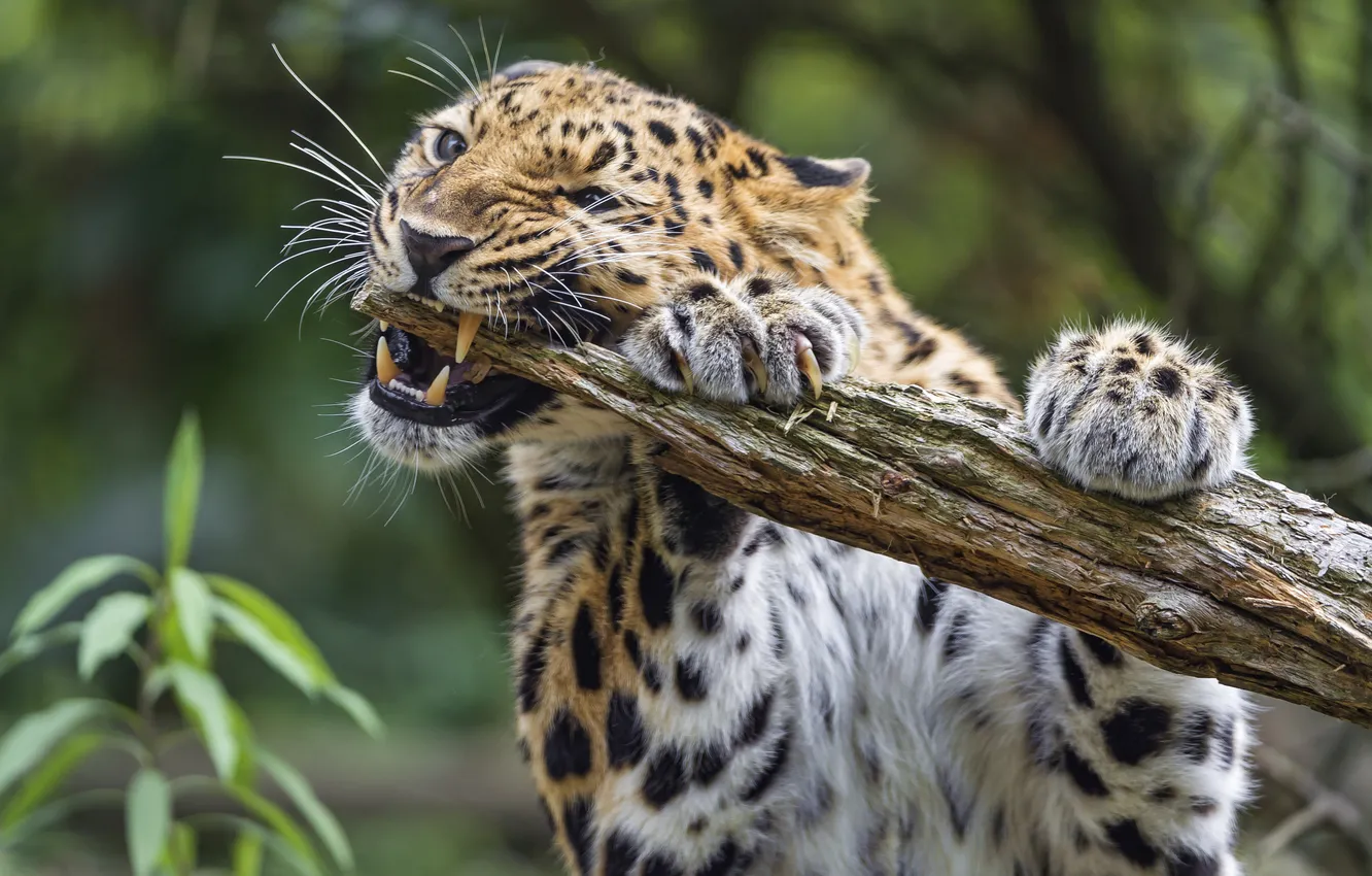 Фото обои кошка, леопард, бревно, амурский, ©Tambako The Jaguar