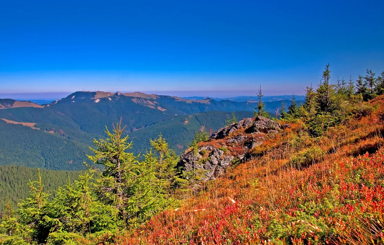 Фото обои осень, лес, небо, трава, деревья, горы, склон, горизонт