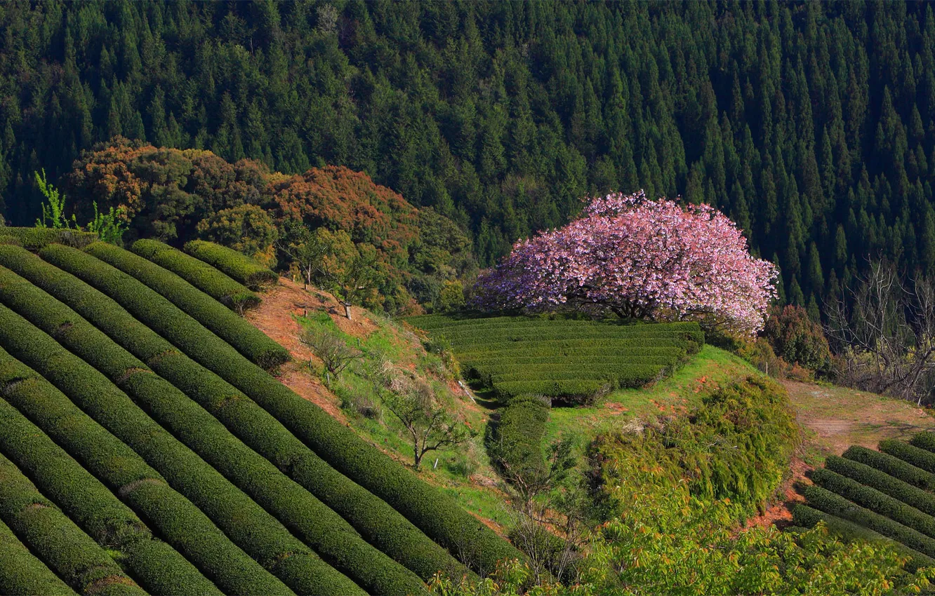 Фото обои лес, природа, Япония, сакура, чайные плантации