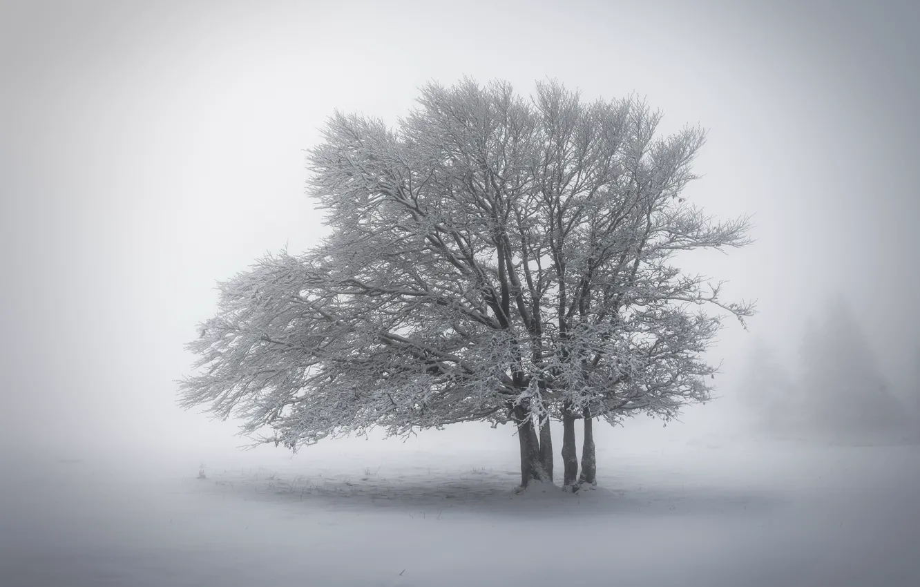Фото обои зима, снег, природа, туман, дерево