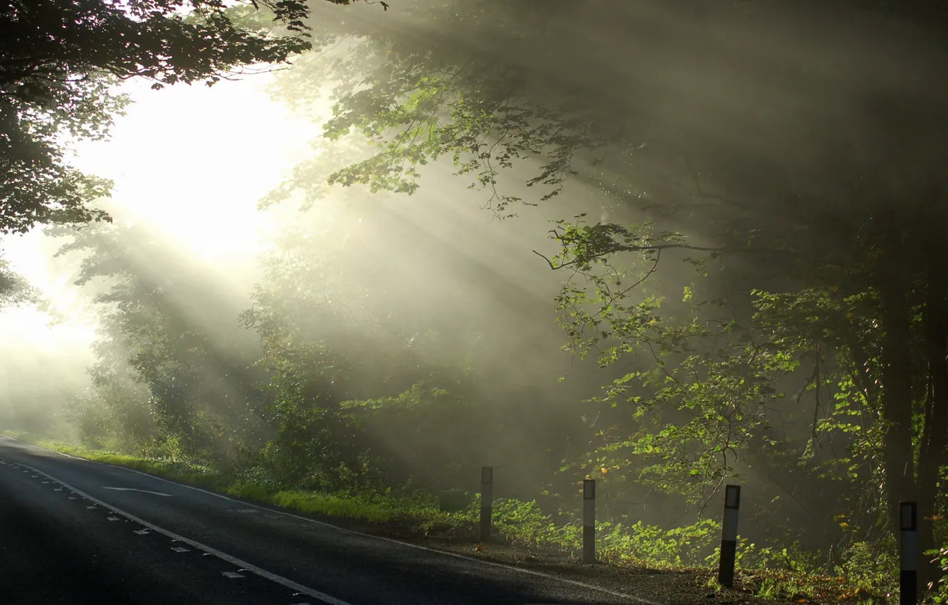 Фото обои дорога, свет, деревья, природа