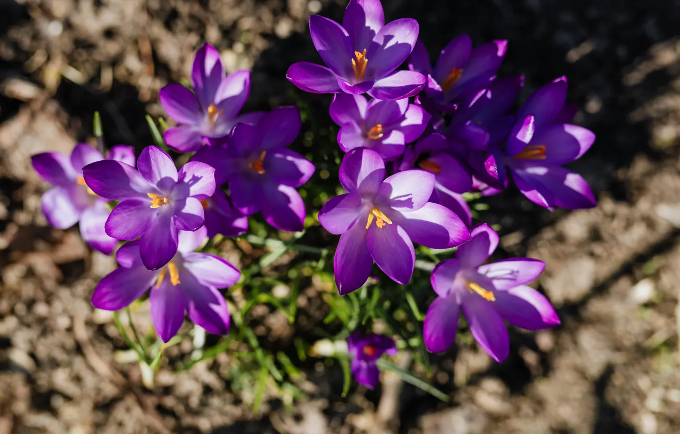 Фото обои beautiful, violet, FLOWERS