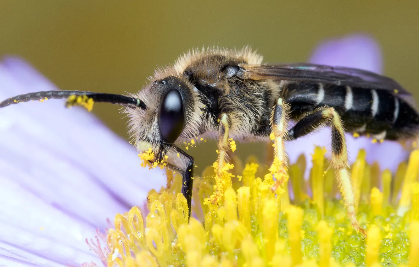 Фото обои цветок, глаза, макро, желтый, пчела, фон, пыльца, мордочка