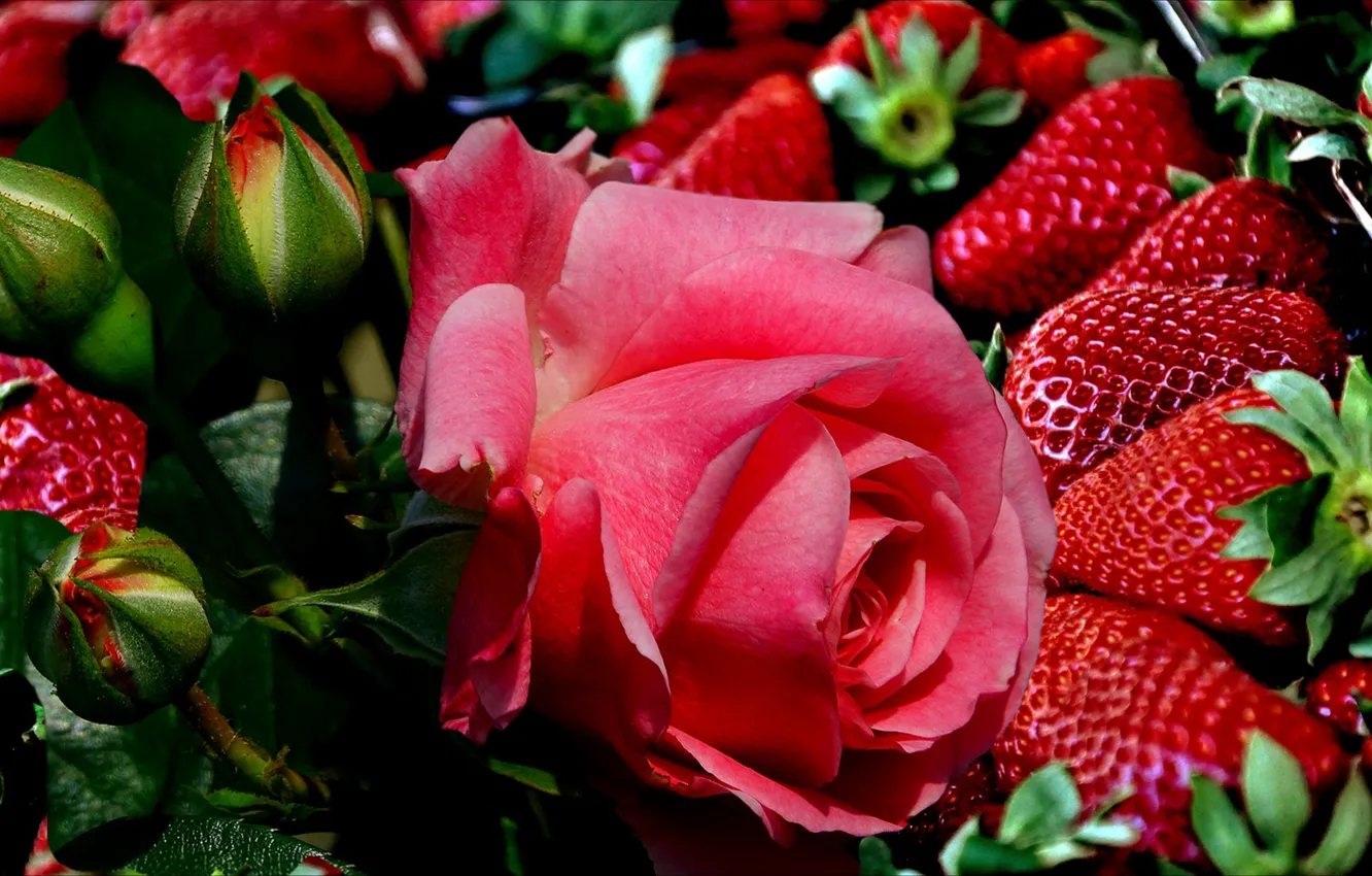 Фото обои ягоды, роза, клубника