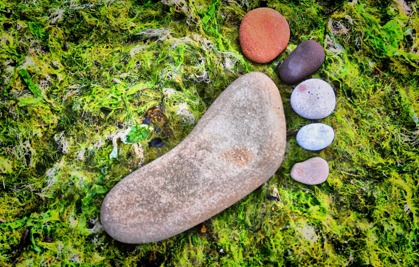 Фото обои камни, мох, разноцветное, ступня