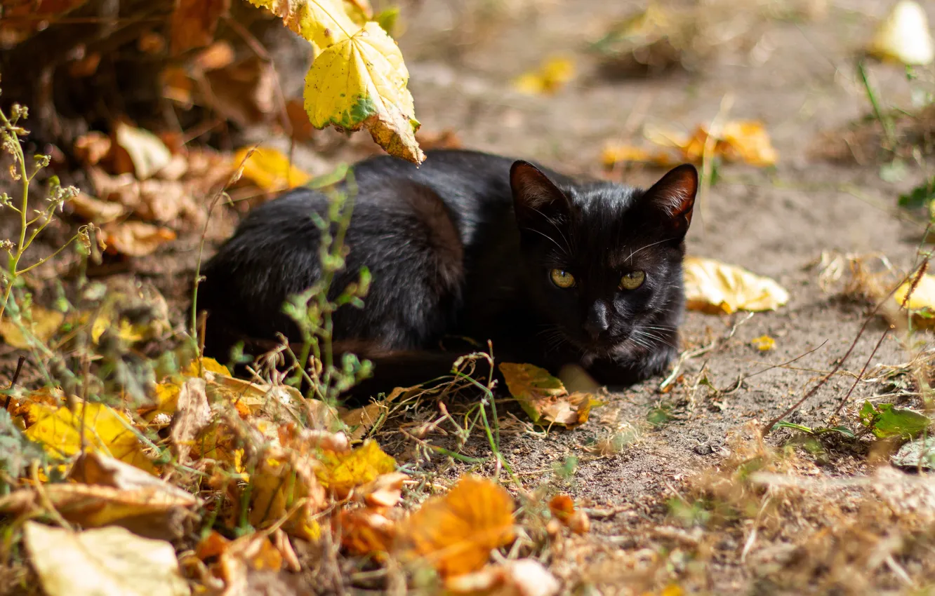 Фото обои осень, кошка, кот, взгляд, морда, листья, свет, черный