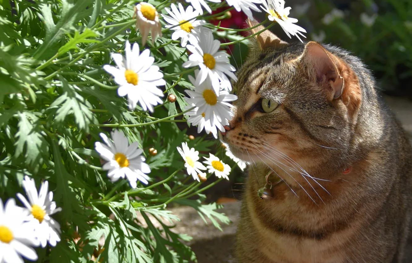 Фото обои кошка, лето, кот, морда, цветы, серый, портрет, ромашки