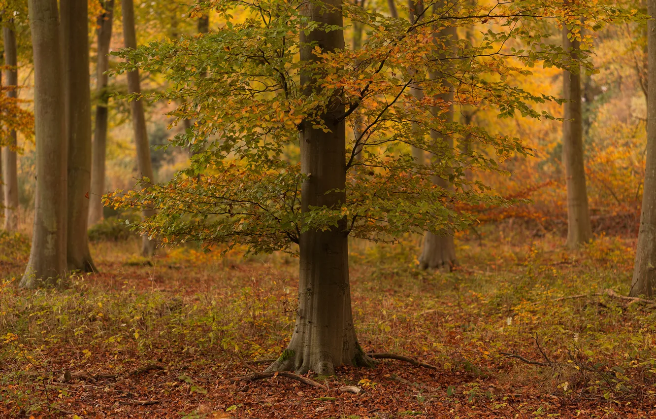 Фото обои осень, лес, дерево, Autumn colour