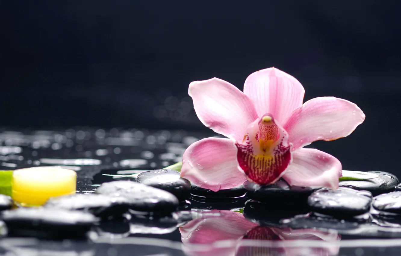 Фото обои вода, макро, цветы, камни, орхидея
