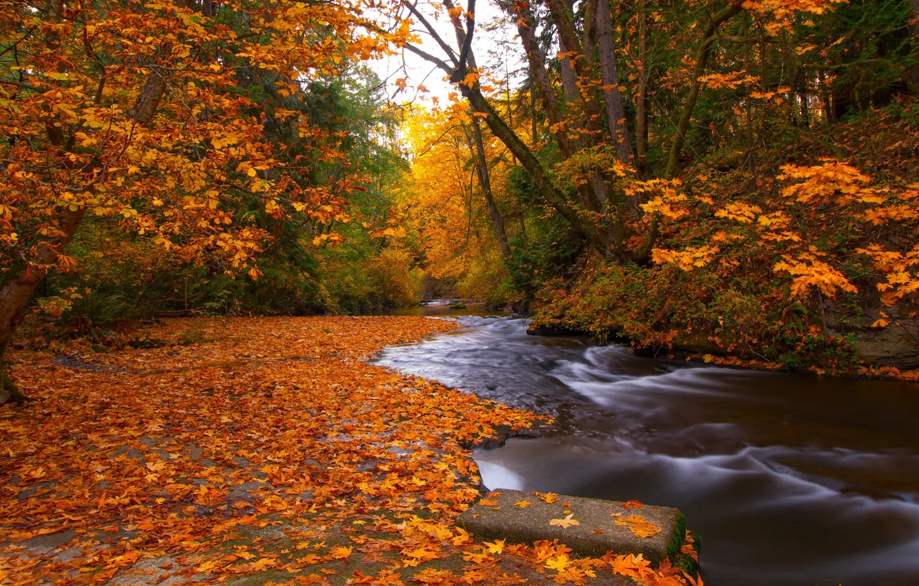 Фото обои осень, лес, листья, деревья, река, листва, Канада, Canada