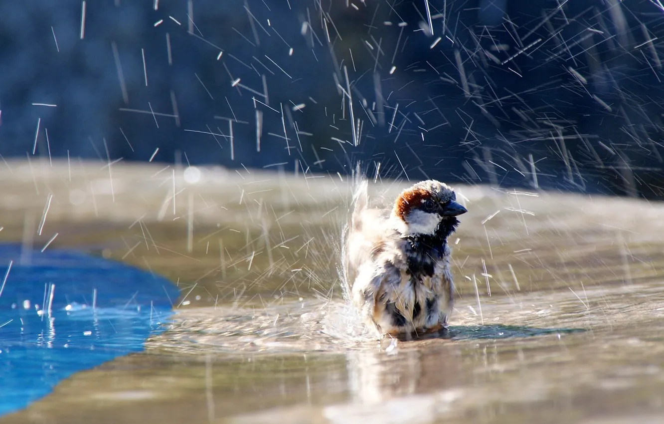 Фото обои вода, брызги, воробей, птичка, water, sparrow, birdie