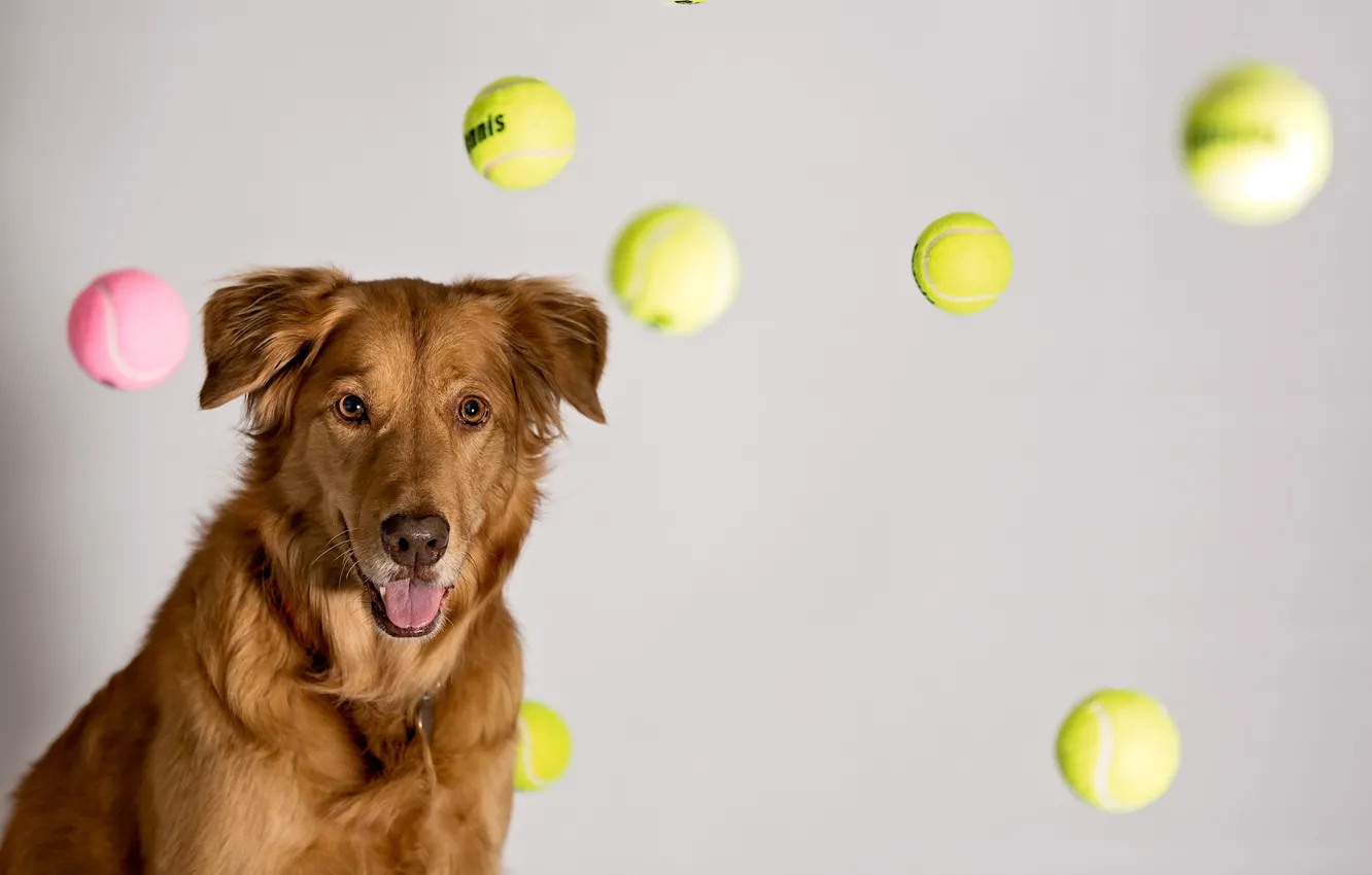 Фото обои Dreams, Ball, Tennis