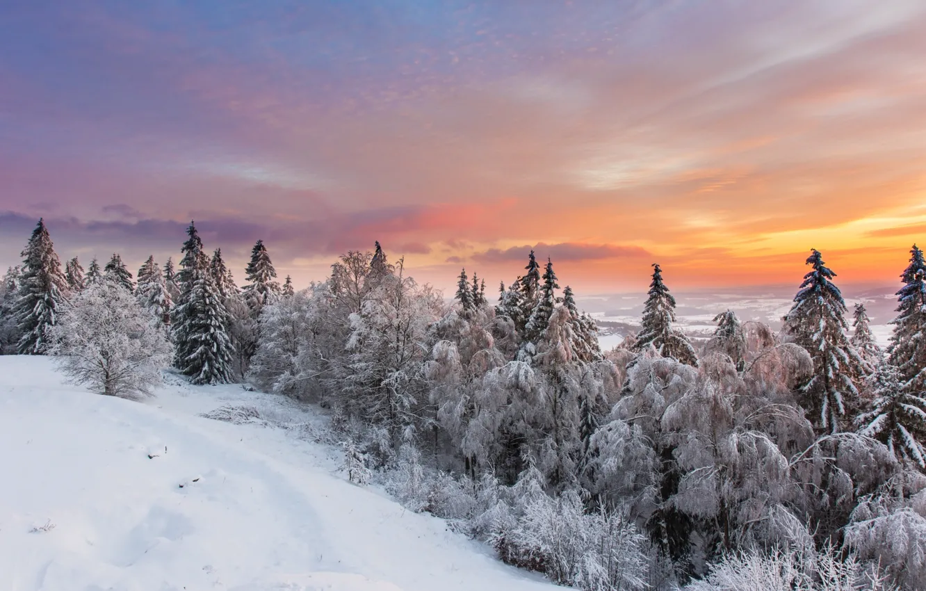 Фото обои зима, снег, лес.небо