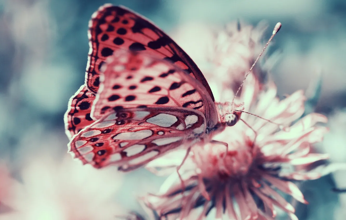 Фото обои бабочка, насекомое, боке