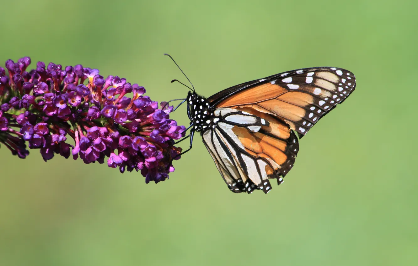 Фото обои бабочки, цветы, стебли, крылья, бутоны, wings, butterfly, flowers