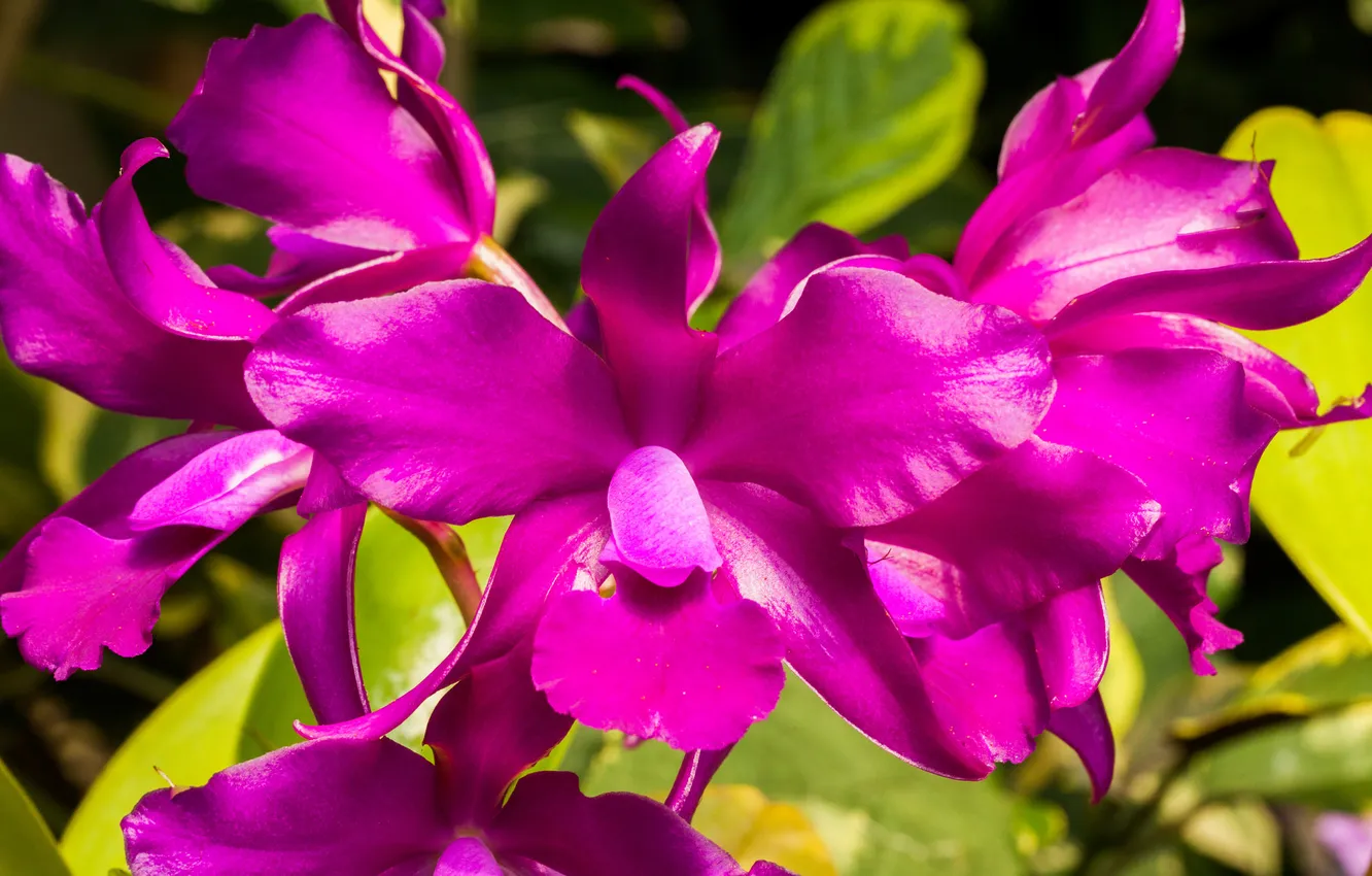 Фото обои цветы, природа, растение, лепестки