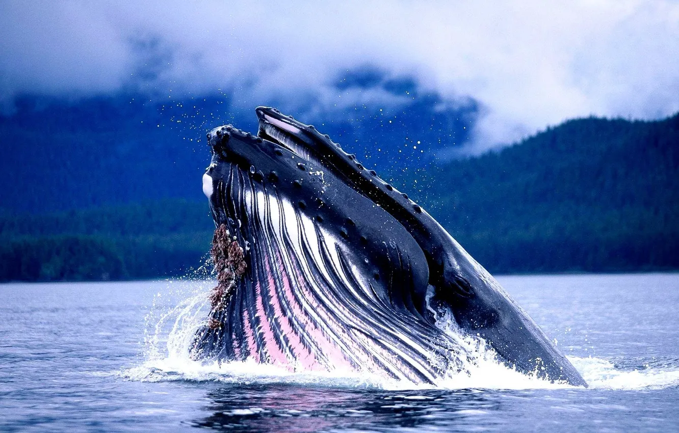 Фото обои океан, голова, длиннорукий полосатик, горбач, горбатый кит, Megaptera novaeangliae