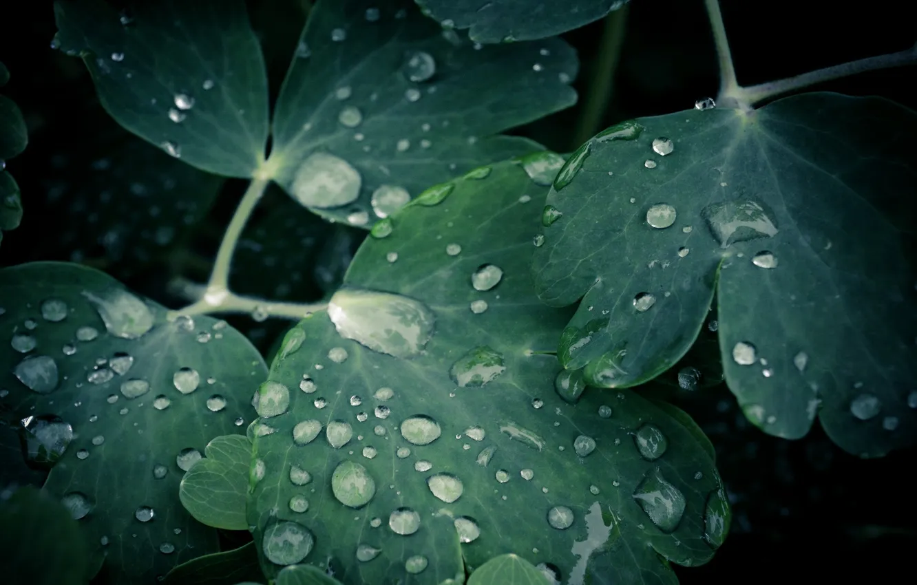 Фото обои вода, капли, макро, листки, leaves, macro, water drops, 2560x1600