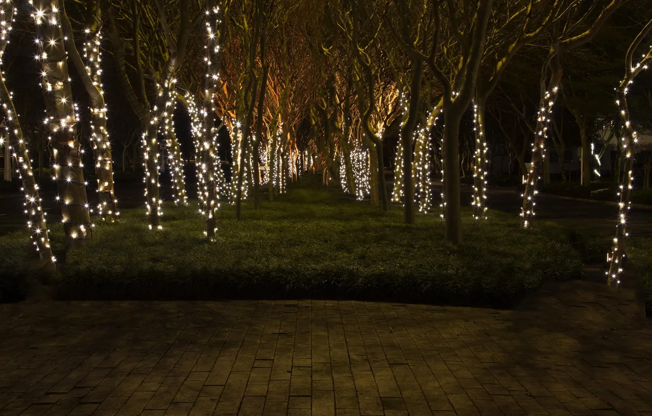 Фото обои деревья, ночь, праздник, атмосфера, красиво, photographer, украшенные, fairy lights
