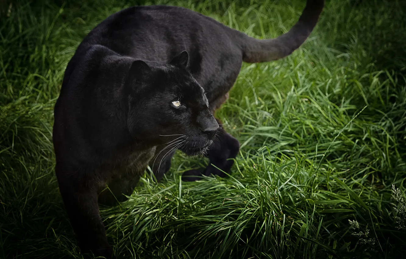 Фото обои трава, хищник, пантера, дикая кошка, черный леопард