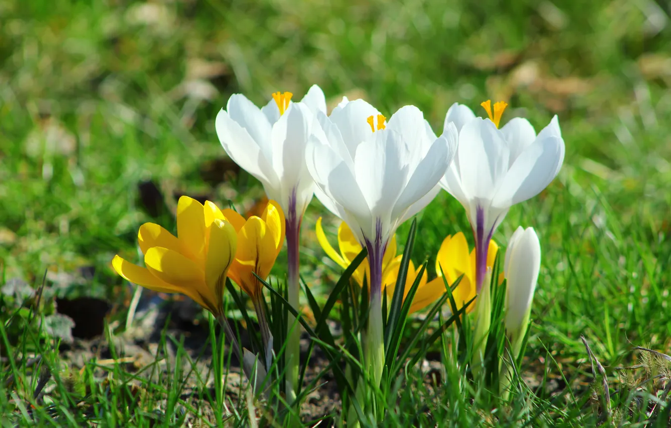 Фото обои white, flower, crocus