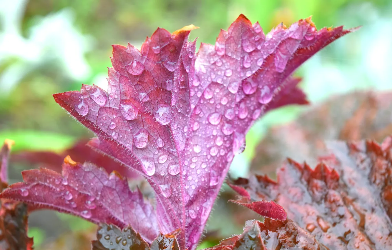 Фото обои лето, листья, растение, широкоформатные, капли воды