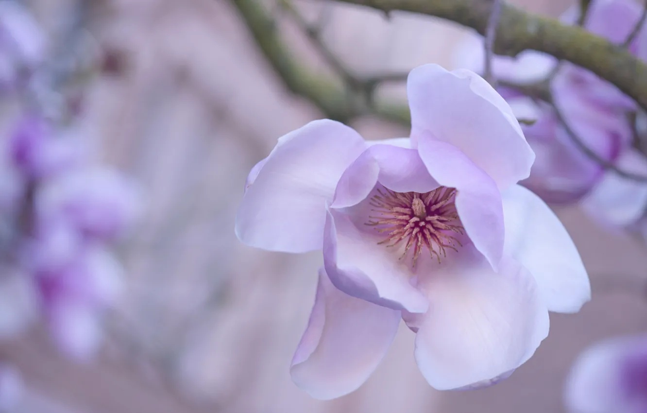 Фото обои цветок, дерево, весна, магнолия