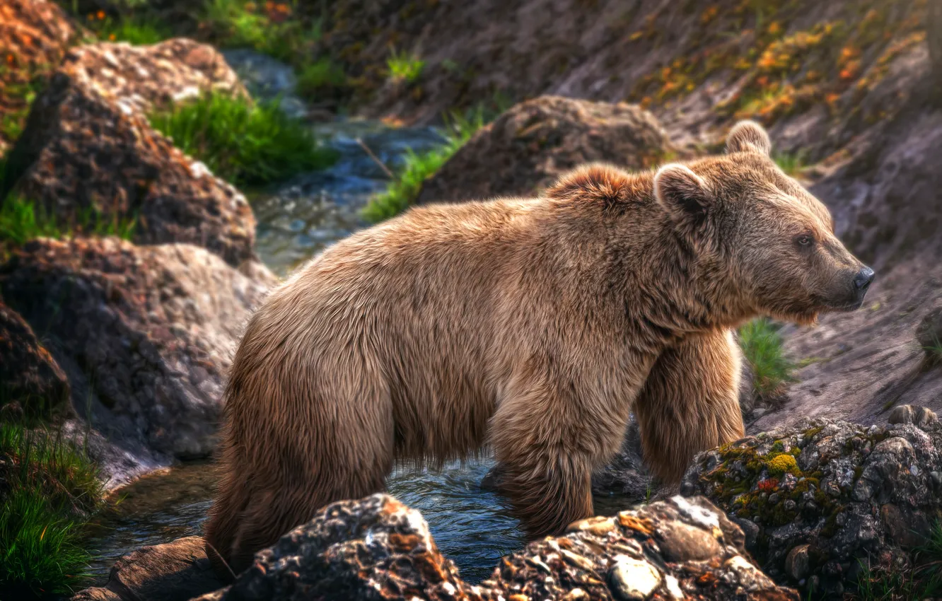 Фото обои ручей, обработка, медведь