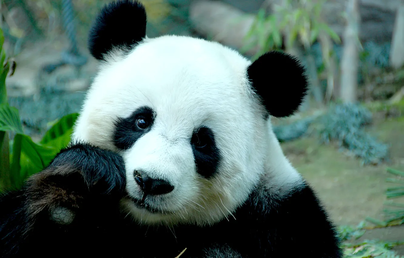 Фото обои морда, бамбук, медведь, панда