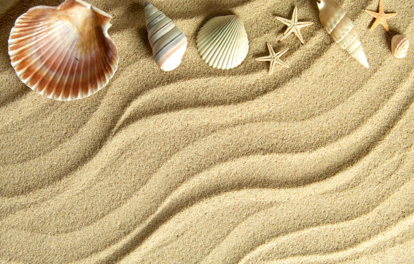 Фото обои песок, звезда, ракушки, sand, starfish, seashells