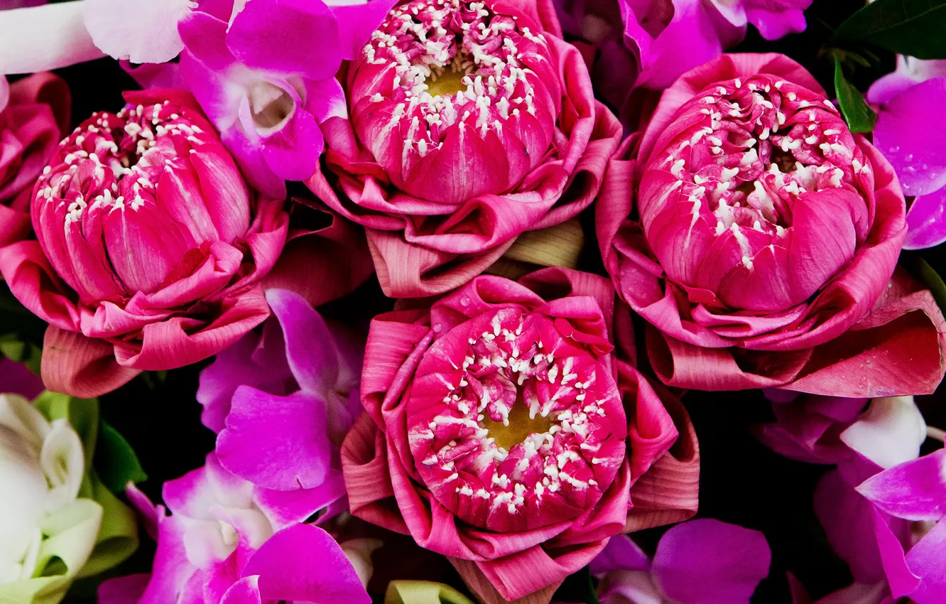 Фото обои цветы, розовый, лотос, pink, flowers, lotus