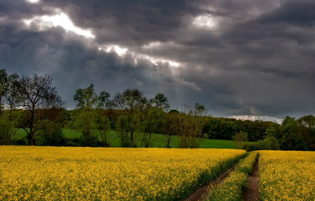 Фото обои дорога, поле, лето, рапс