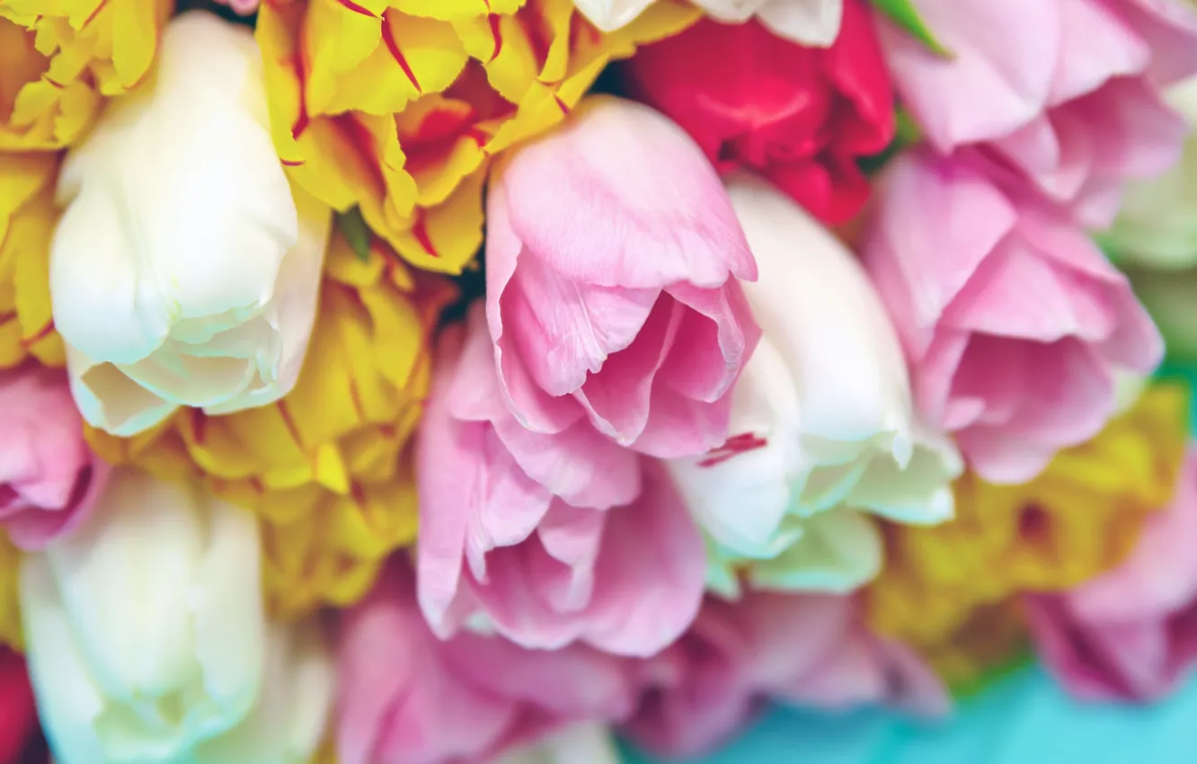 Фото обои цветы, букет, весна, colorful, тюльпаны, fresh, pink, flowers