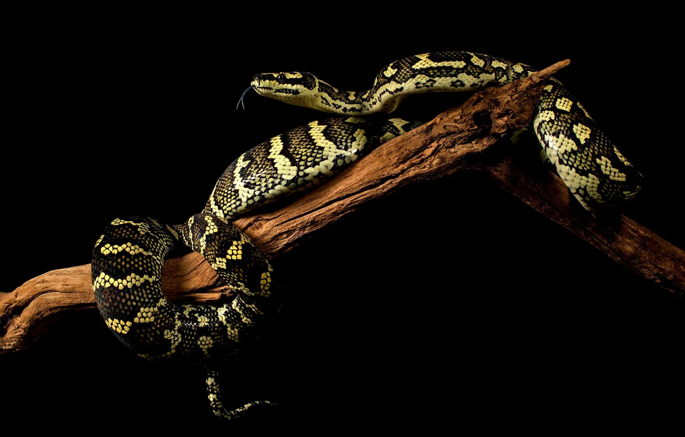 Фото обои змея, ветка, черный фон, рептилия