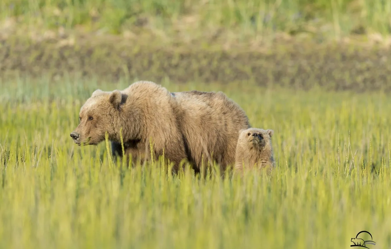 Фото обои трава, медведи, луг, медвежонок, медведица