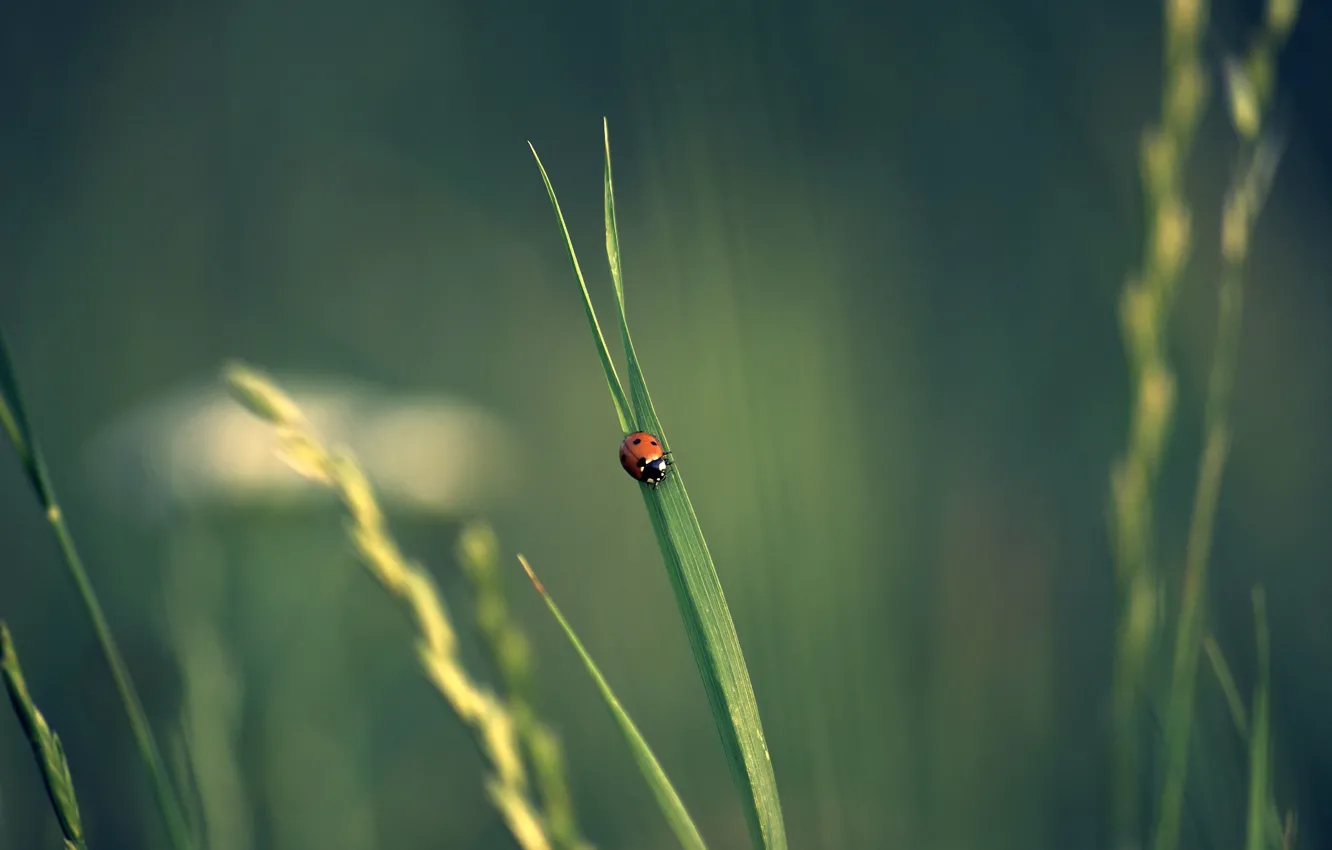 Фото обои трава, божья коровка, колоски, насекомое, боке