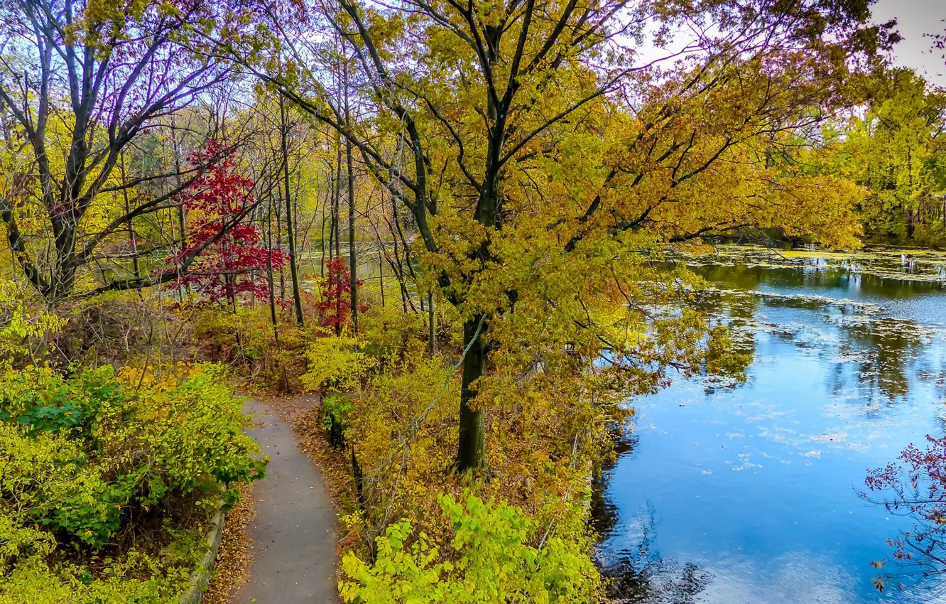 Фото обои осень, листья, деревья, пруд, дорожка