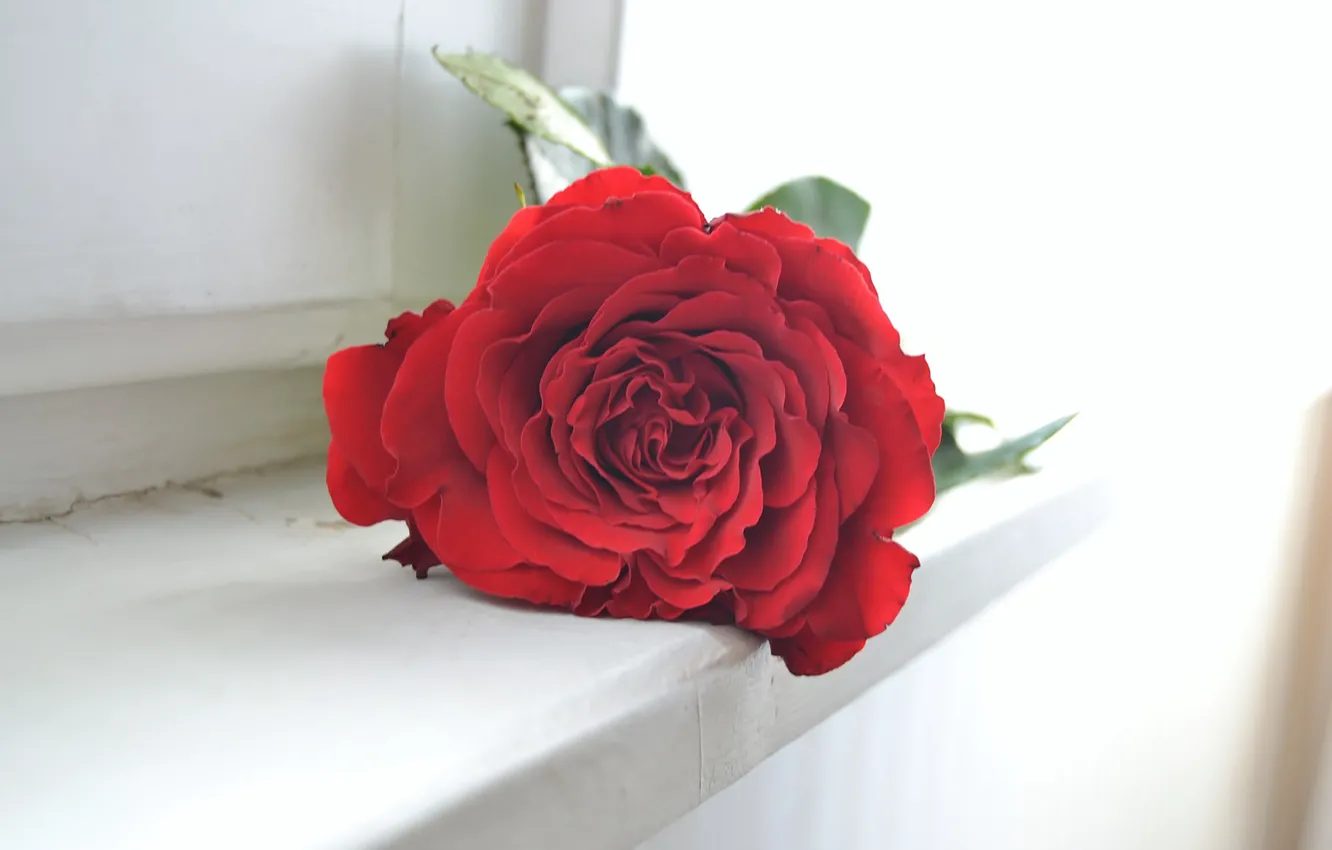 Фото обои red, house, rose, petals