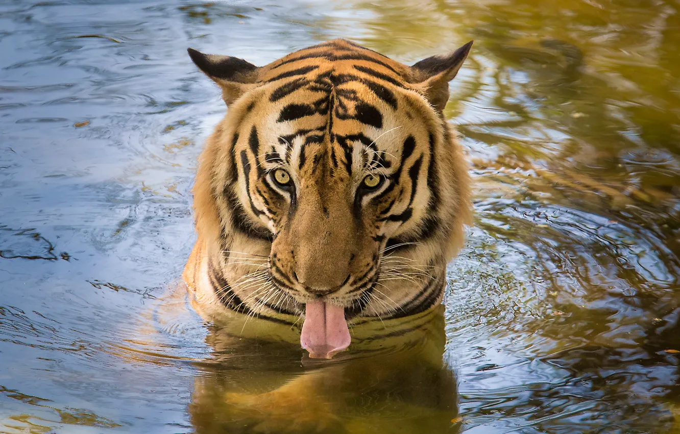 Фото обои язык, глаза, вода, тигр, пьет